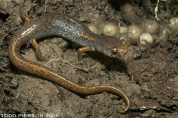 Image of Four-toed Salamander