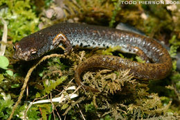 Image of Four-toed Salamander