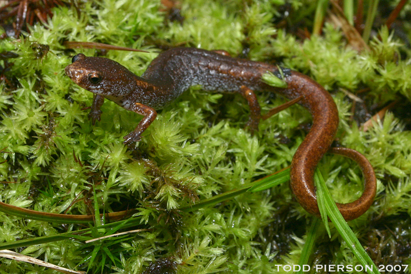 Image of Four-toed Salamander