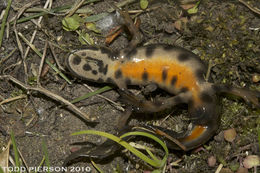 Image of Smooth Newt