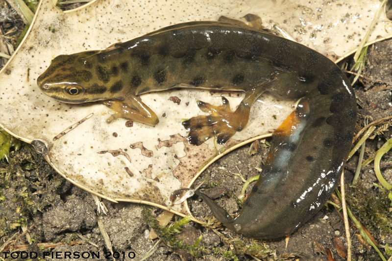 صورة Lissotriton vulgaris (Linnaeus 1758)