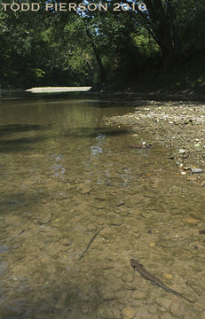 Image of Common mudpuppy