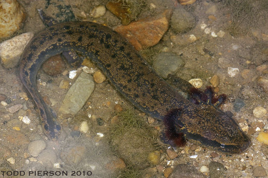 Image of Common mudpuppy