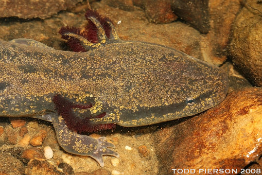 Image of Common mudpuppy