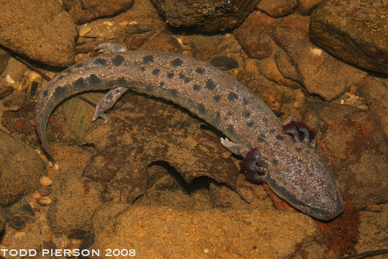 Image of Common mudpuppy