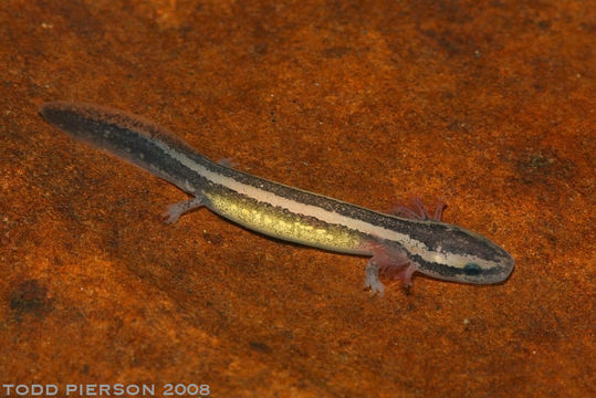 Image of Common mudpuppy