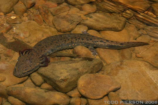 Image of Common mudpuppy