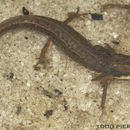 Image of Striped Newt