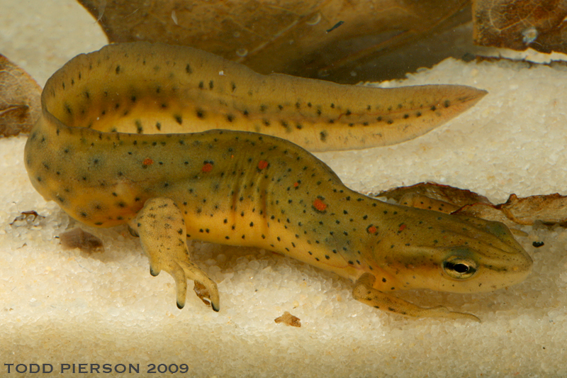 Image of Eastern Newt