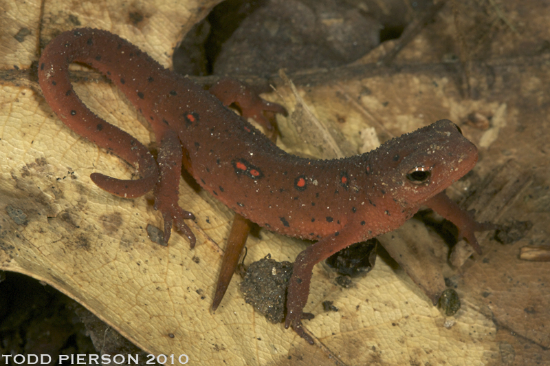 Plancia ëd Notophthalmus viridescens (Rafinesque 1820)