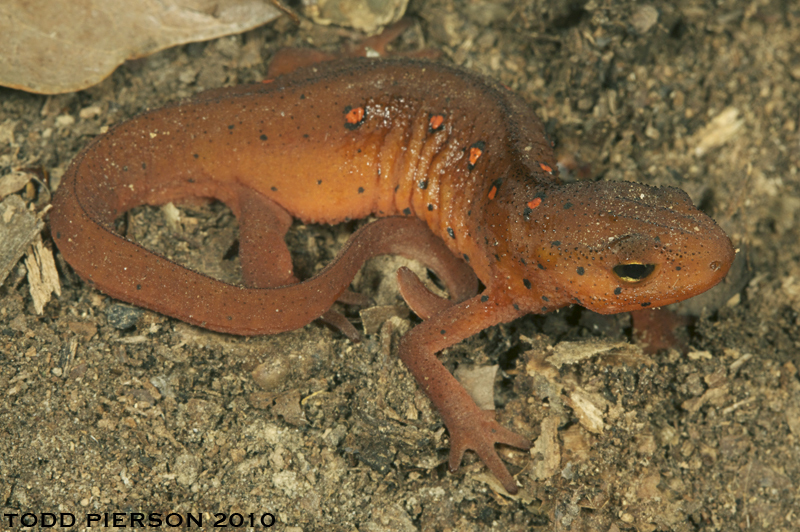 Plancia ëd Notophthalmus viridescens (Rafinesque 1820)