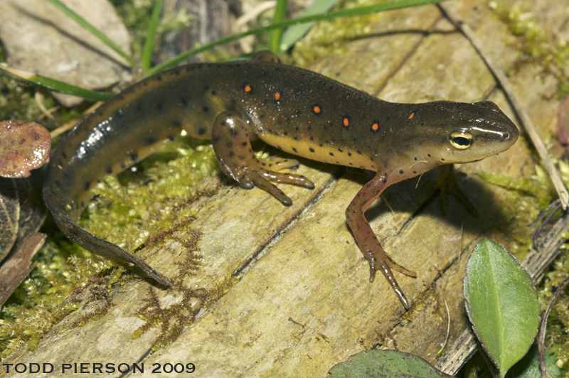 Image of Eastern Newt