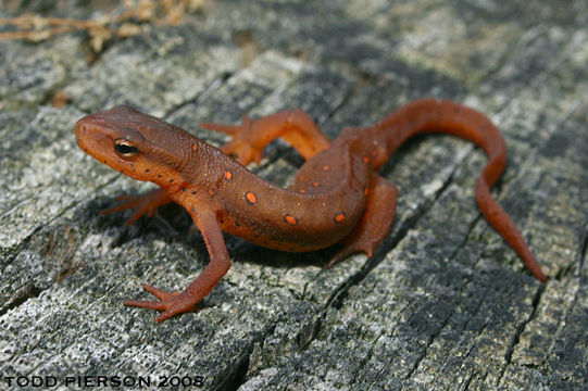 Image of Eastern Newt