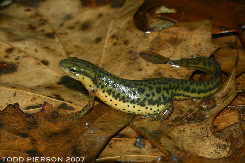 Image of Eastern Newt