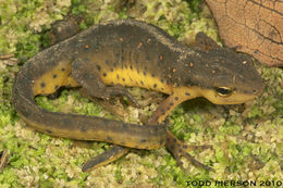 Image of Eastern Newt