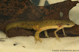 Image of Eastern Newt