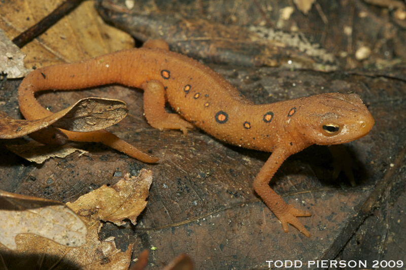 Image of Eastern Newt