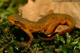 Image of Eastern Newt