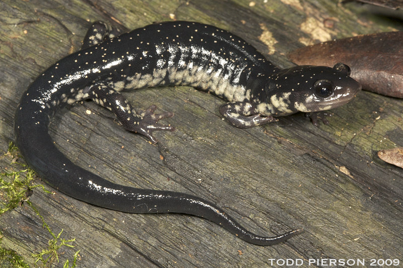 Plethodon chlorobryonis Mittleman 1951 resmi