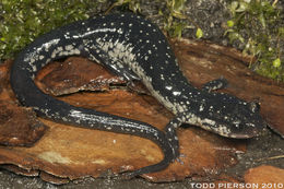 Plethodon chlorobryonis Mittleman 1951 resmi