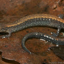 Sivun Plethodon cinereus (Green 1818) kuva