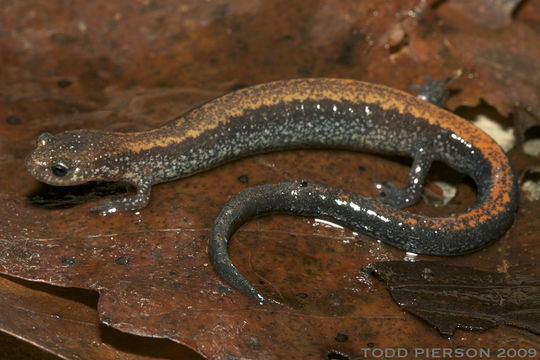 Sivun Plethodon cinereus (Green 1818) kuva