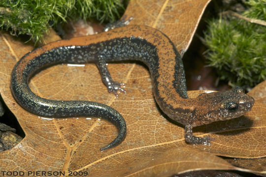 Image of Eastern Red-backed Salamander