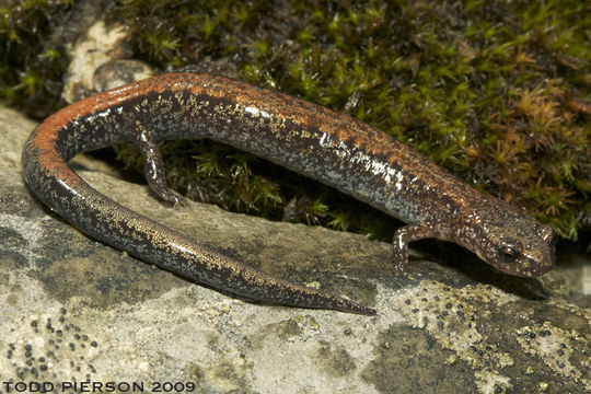 Imagem de Plethodon cinereus (Green 1818)