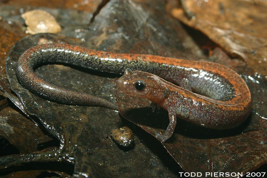 Sivun Plethodon cinereus (Green 1818) kuva