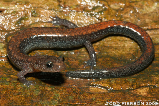 Image of Eastern Red-backed Salamander