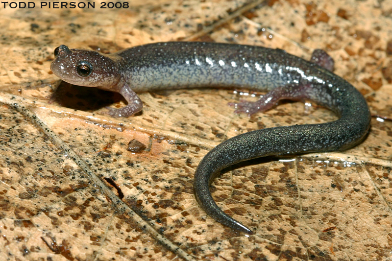 صورة Plethodon cinereus (Green 1818)