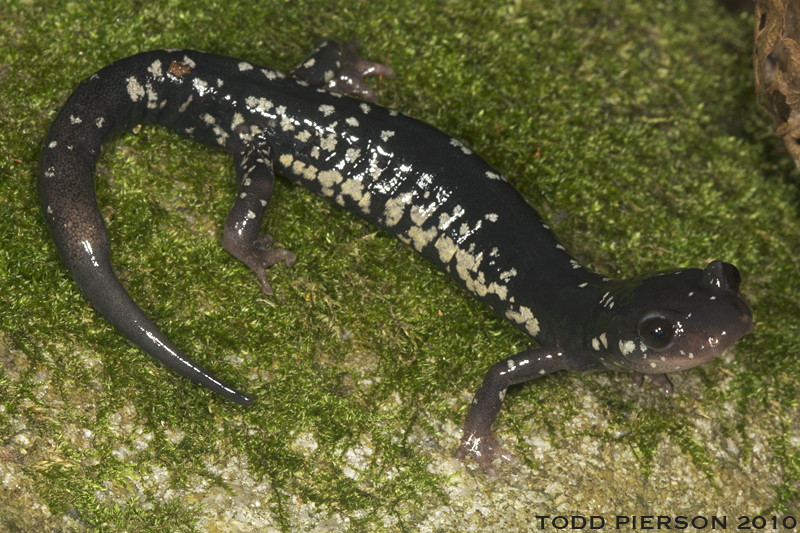 Image of White-spotted Slimy Salamander