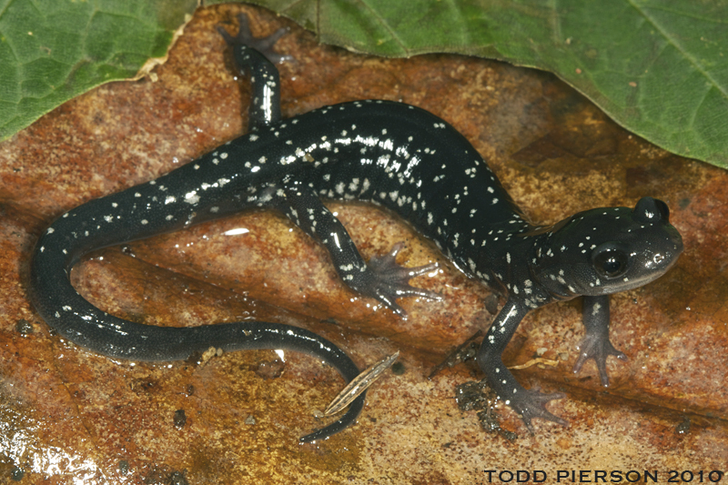 Image of White-spotted Slimy Salamander