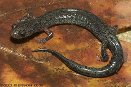 صورة Plethodon dorsalis Cope 1889