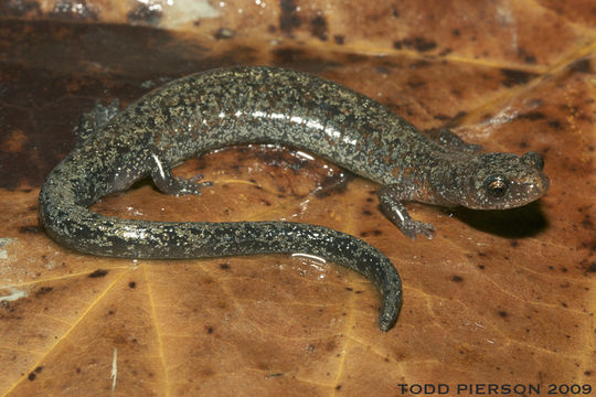 Sivun Plethodon dorsalis Cope 1889 kuva