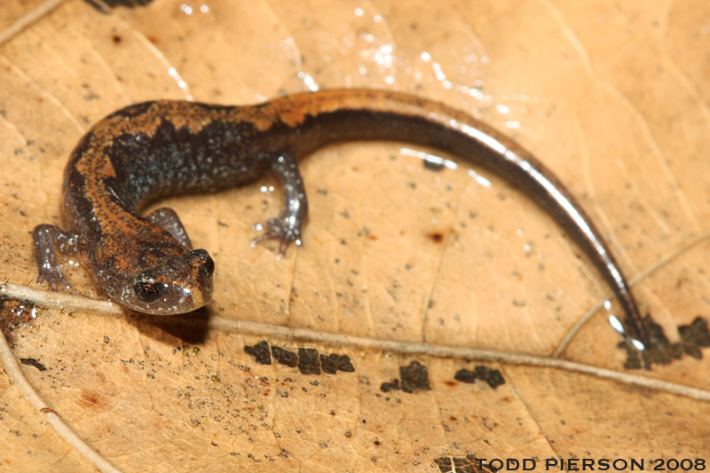 صورة Plethodon dorsalis Cope 1889