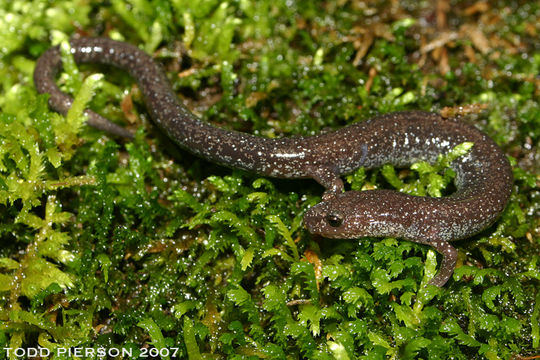 صورة Plethodon electromorphus Highton 1999