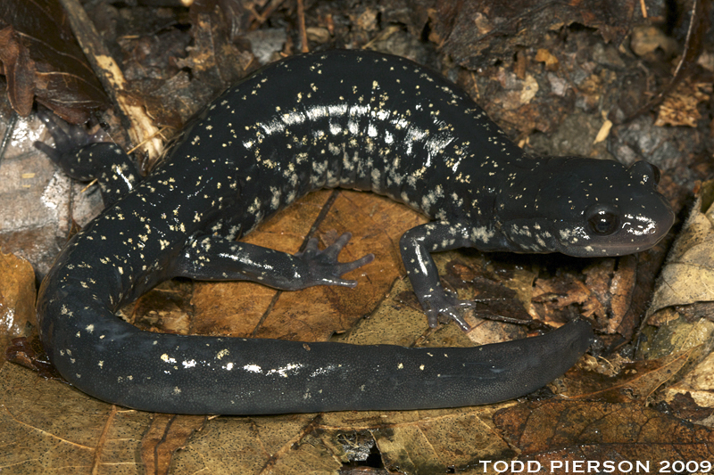 Imagem de Plethodon glutinosus (Green 1818)