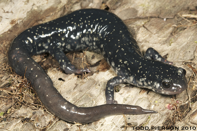 Plethodon glutinosus (Green 1818) resmi