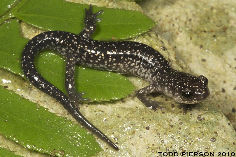 Imagem de Plethodon glutinosus (Green 1818)