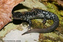 Imagem de Plethodon glutinosus (Green 1818)