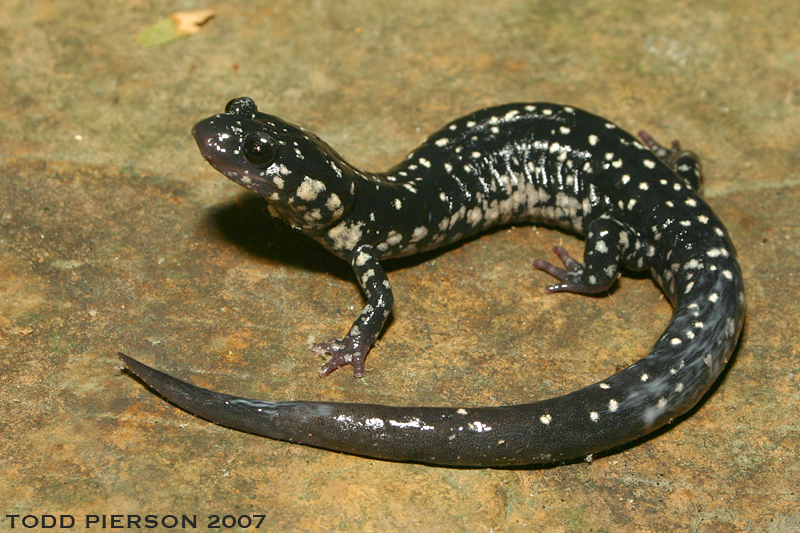 Imagem de Plethodon glutinosus (Green 1818)