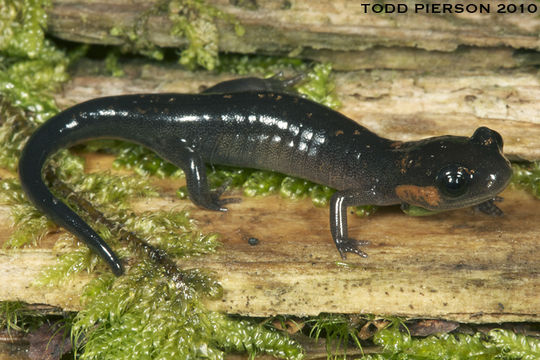 Image of Jordan's Salamander