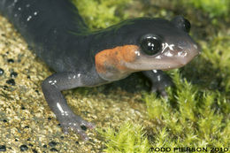 Image of Jordan's Salamander