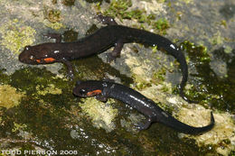 Image of Jordan's Salamander