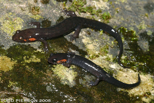 Imagem de Plethodon jordani Blatchley 1901