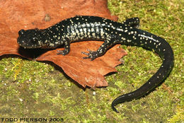 Image of Ainsworth's Salamander