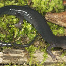Image of Northern Gray-cheeked Salamander