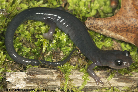 Image de Plethodon montanus Highton & Peabody 2000