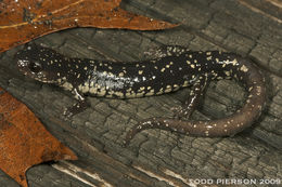 Plethodon ocmulgee Highton ex Highton, Maha & Maxson 1989 resmi